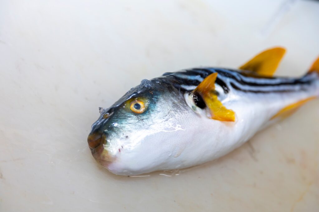 Pesce palla giapponese