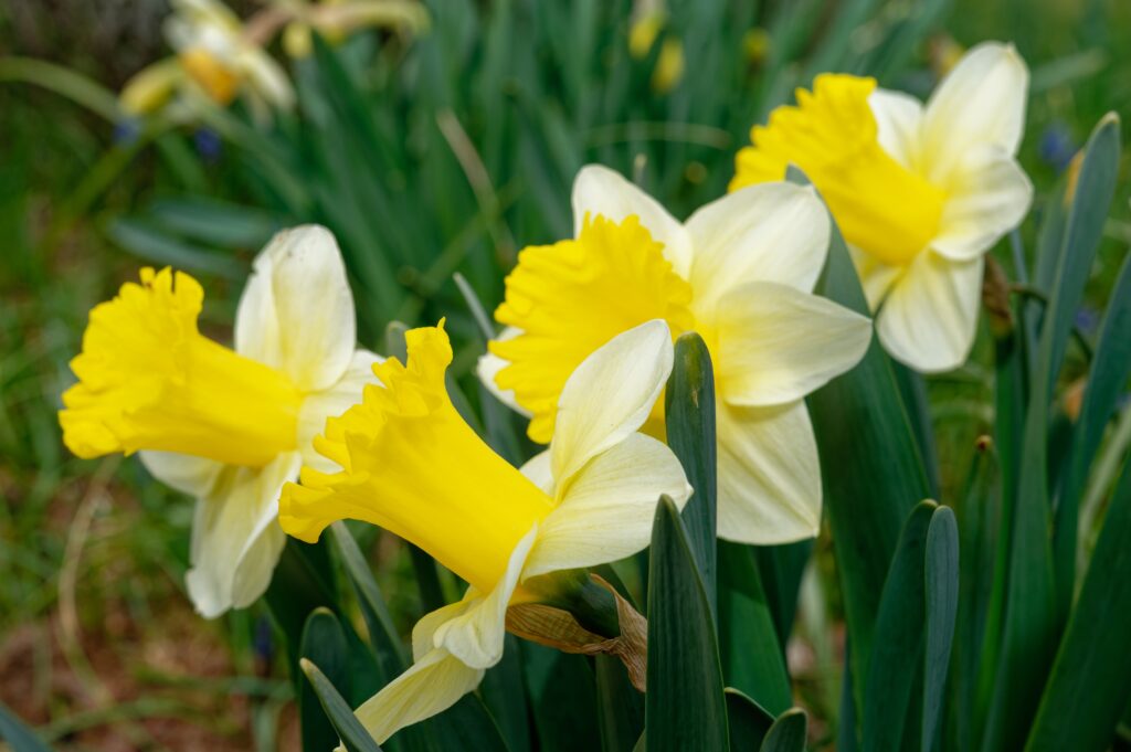 Narciso a tromba 'Calice'