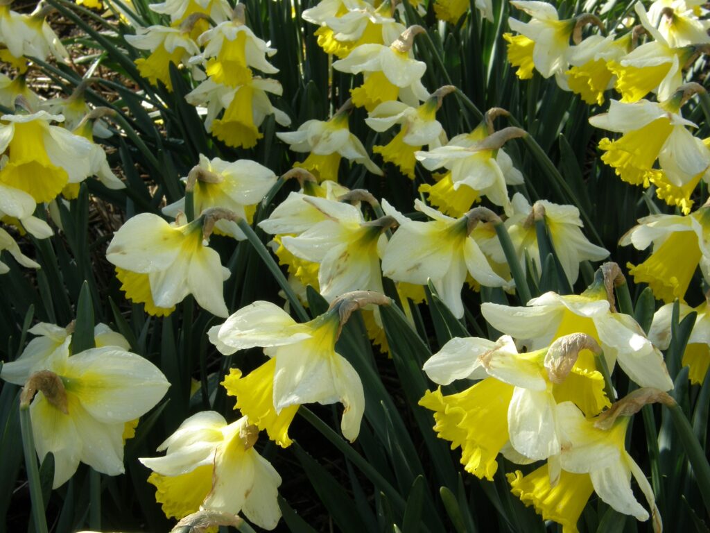 Narciso a tromba 'Holland Sensation' (bicolore)