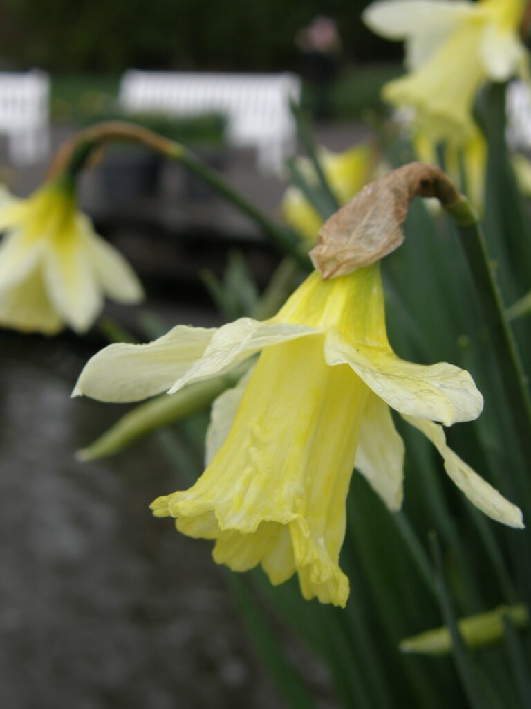 Narciso a tromba 'WP Milner'