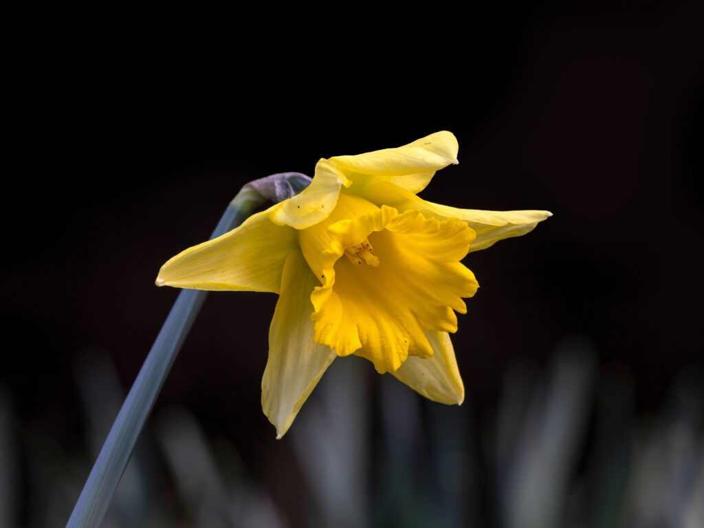 Narciso tromba 'Rijnveld's Early Sensation'