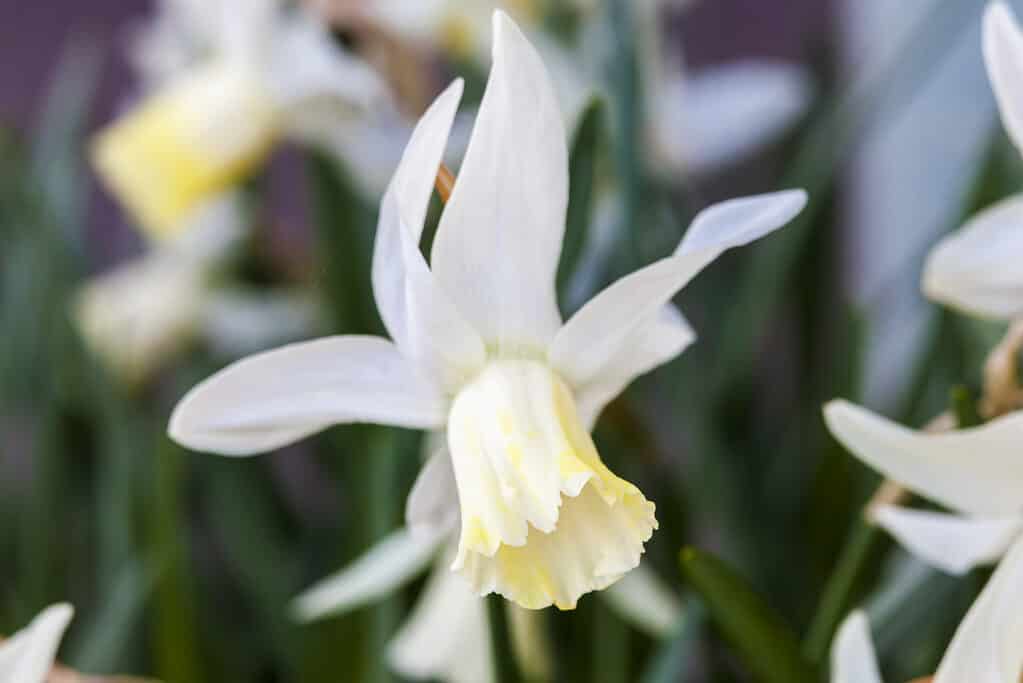 'Jenny' Cyclamineus narciso