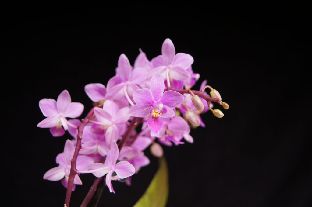 La Phalaenopsis equina (Phalaenopsis equestris) può essere coltivata indoor