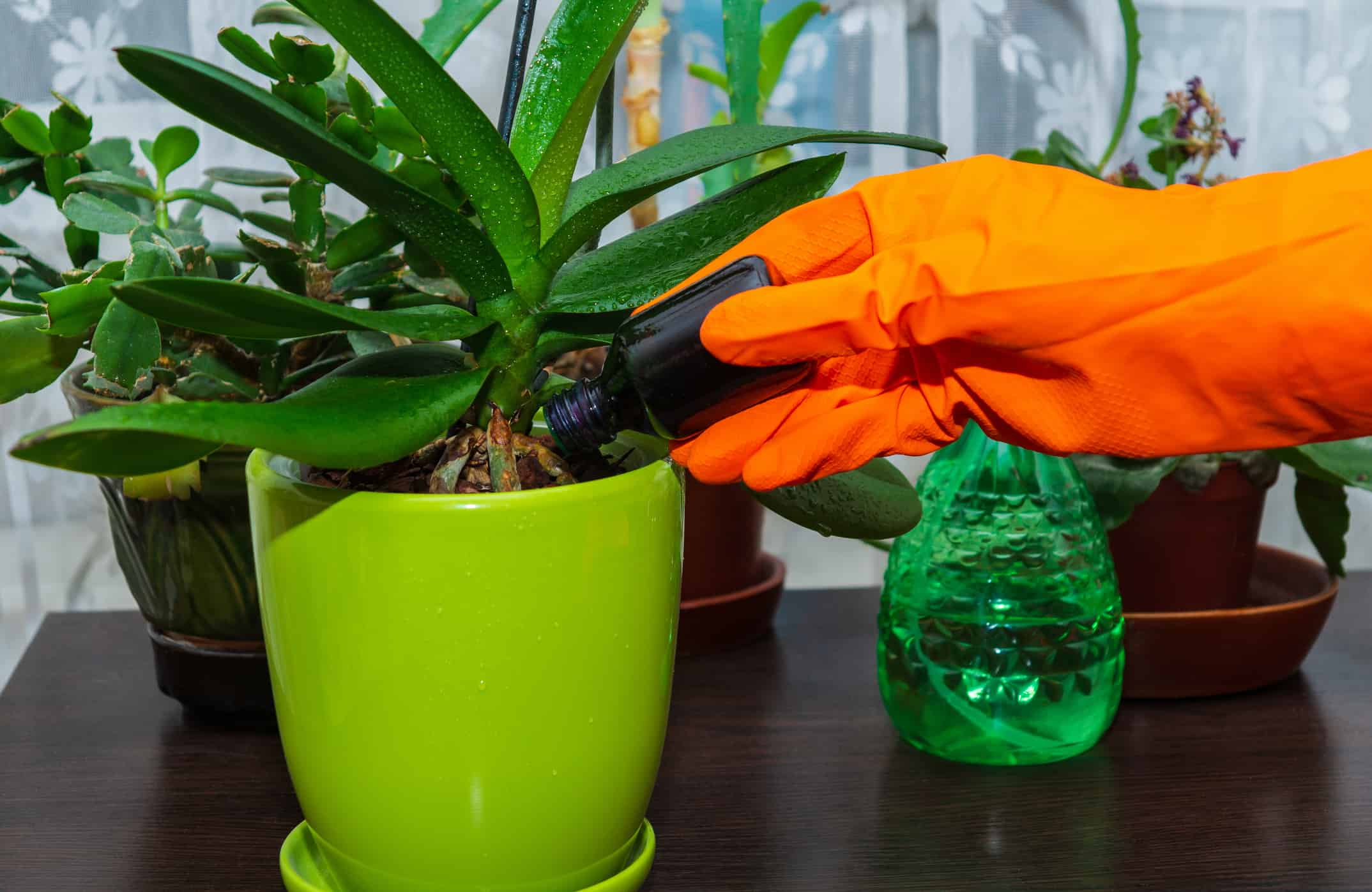 Fertilizzare le orchidee