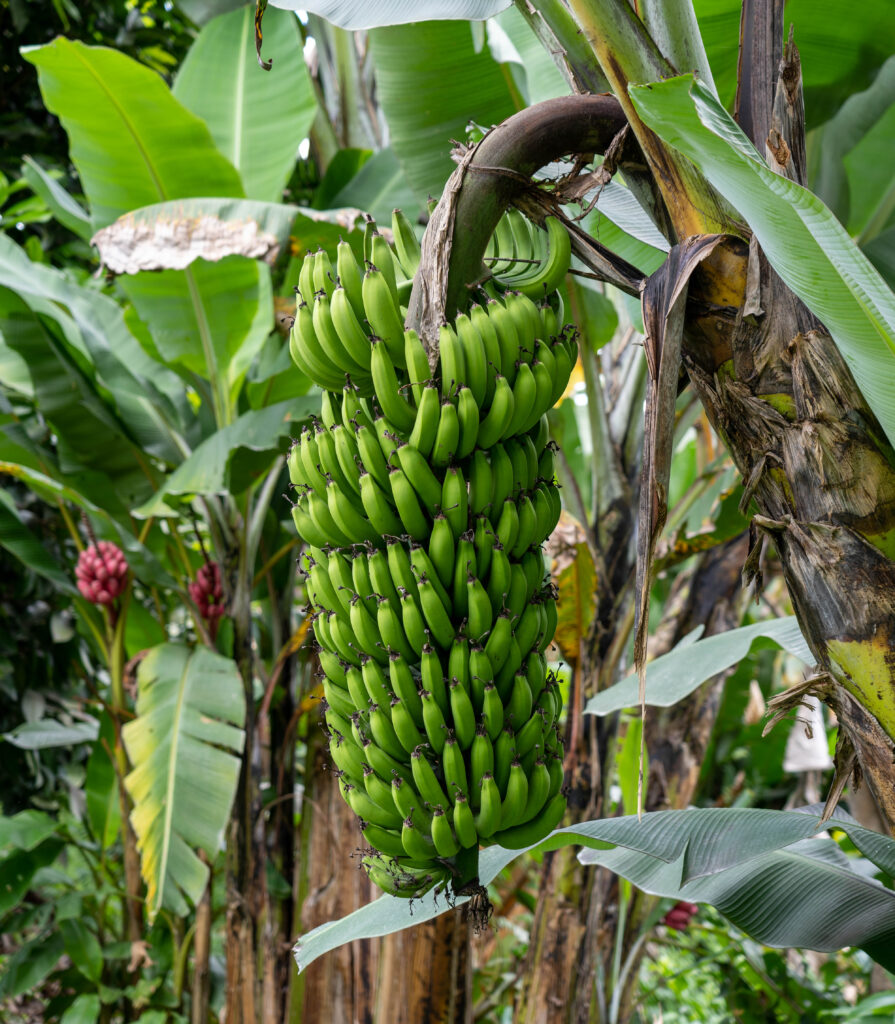 Mazzo di banane