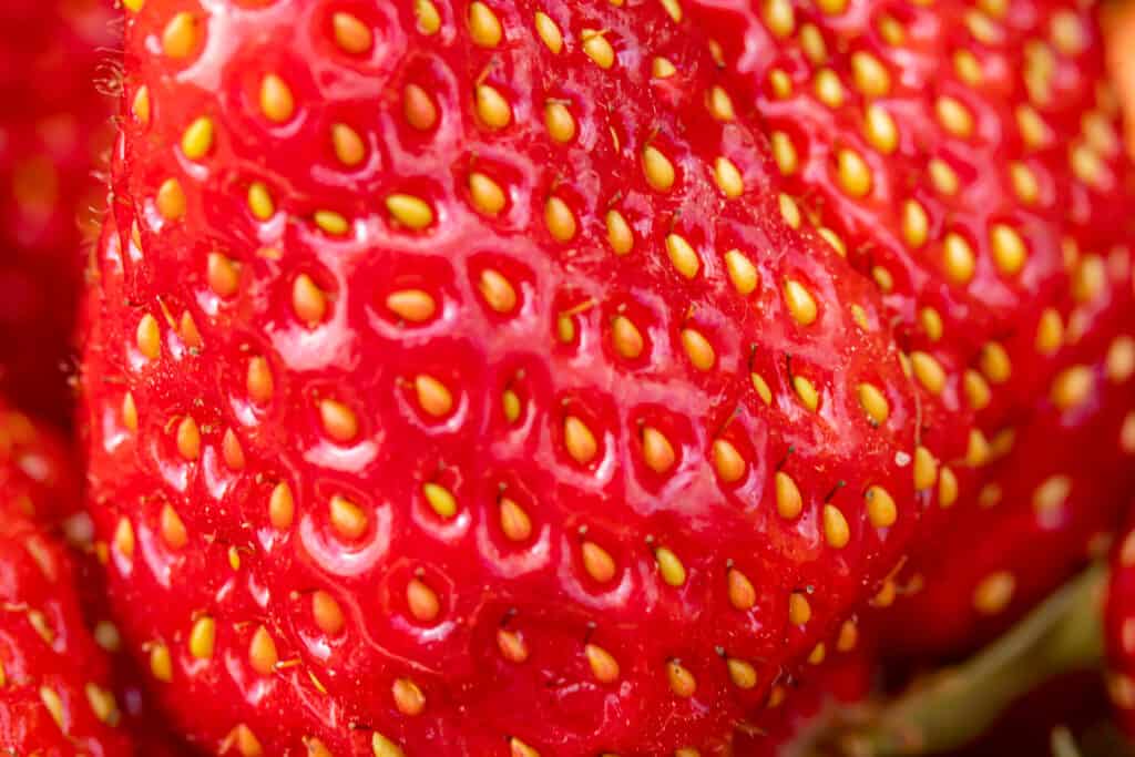 macro alzato di fragola rossa con frutti giallastri/oro.