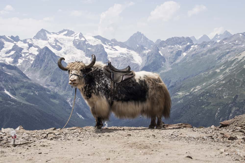 yak selvatico