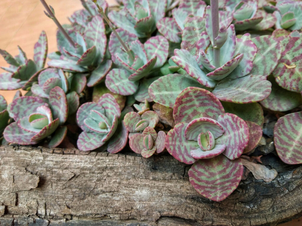 Kalanchoe è una succulenta bassa
