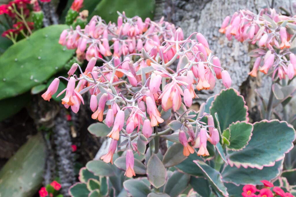 Kalanchoe fedtschenkoi, capesante alla lavanda in fiore