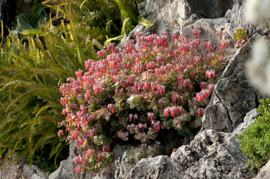 Kalanchoe marnieriana, kalanchoe di Marnier