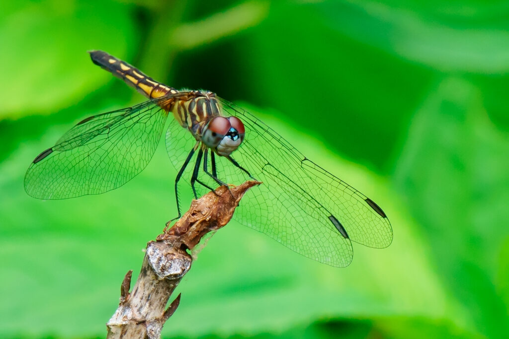 Libellula dell'aliante dell'ala del punto (Pantala hymenaea).