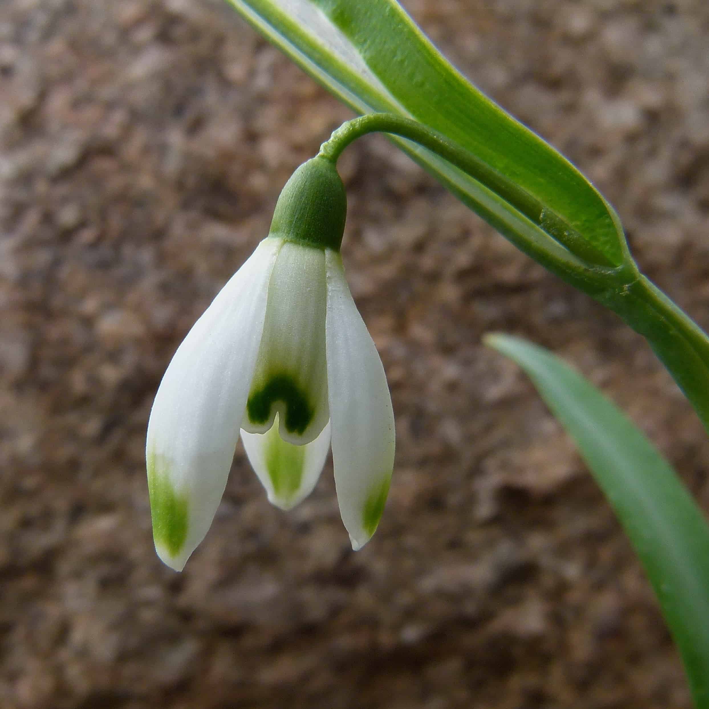 Chiuda in su del fiore di bucaneve