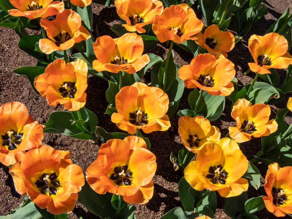 Tulipani da sogno ad occhi aperti in piena fase aperta