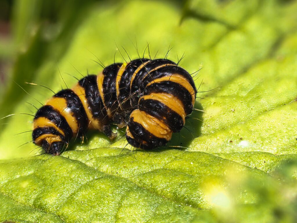 Caterpillar di cinabro giallo nero su foglia con goccioline d'acqua