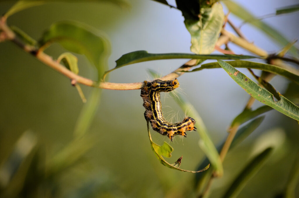 Bruco dal collo giallo appeso al ramo