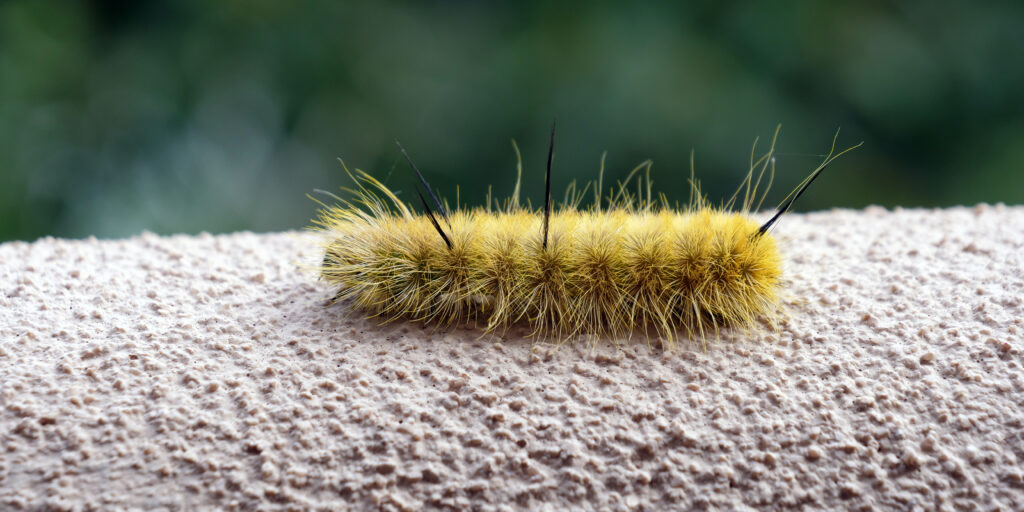 Pugnale americano Caterpillar che striscia sulla parete dello stucco