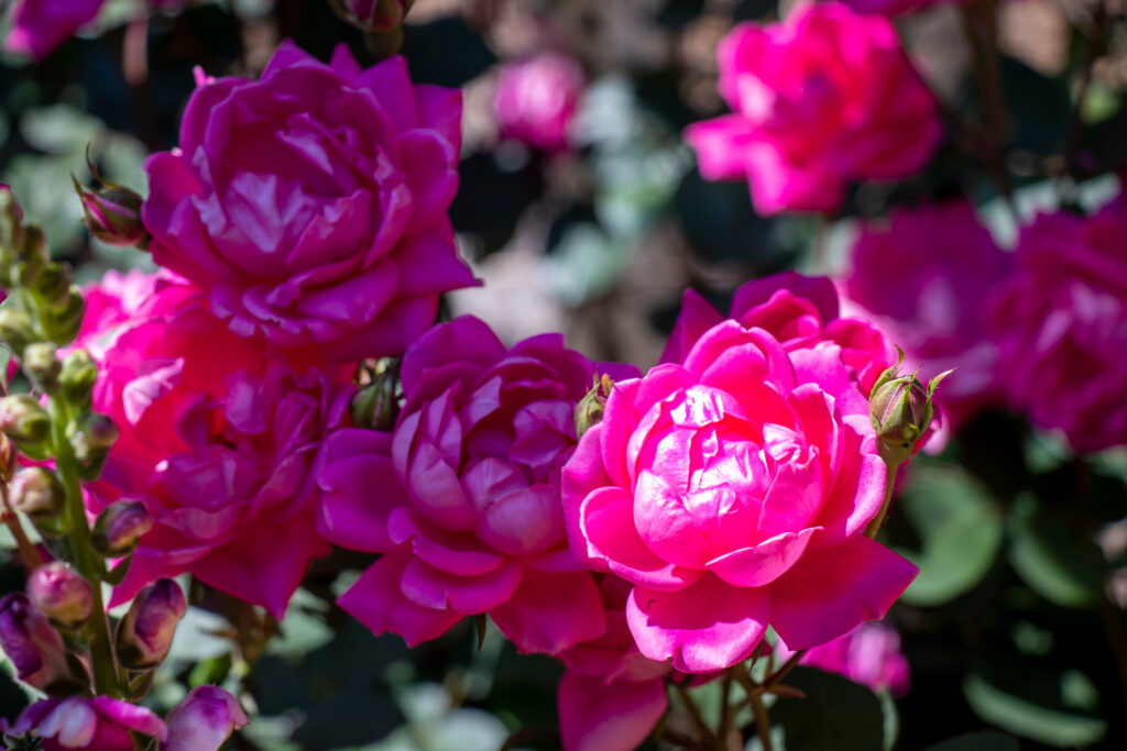 grappolo di rose Knock-Out rosse doppie