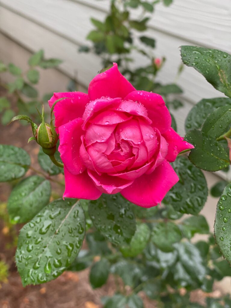 Pink Knockout Rose in una doccia a pioggia