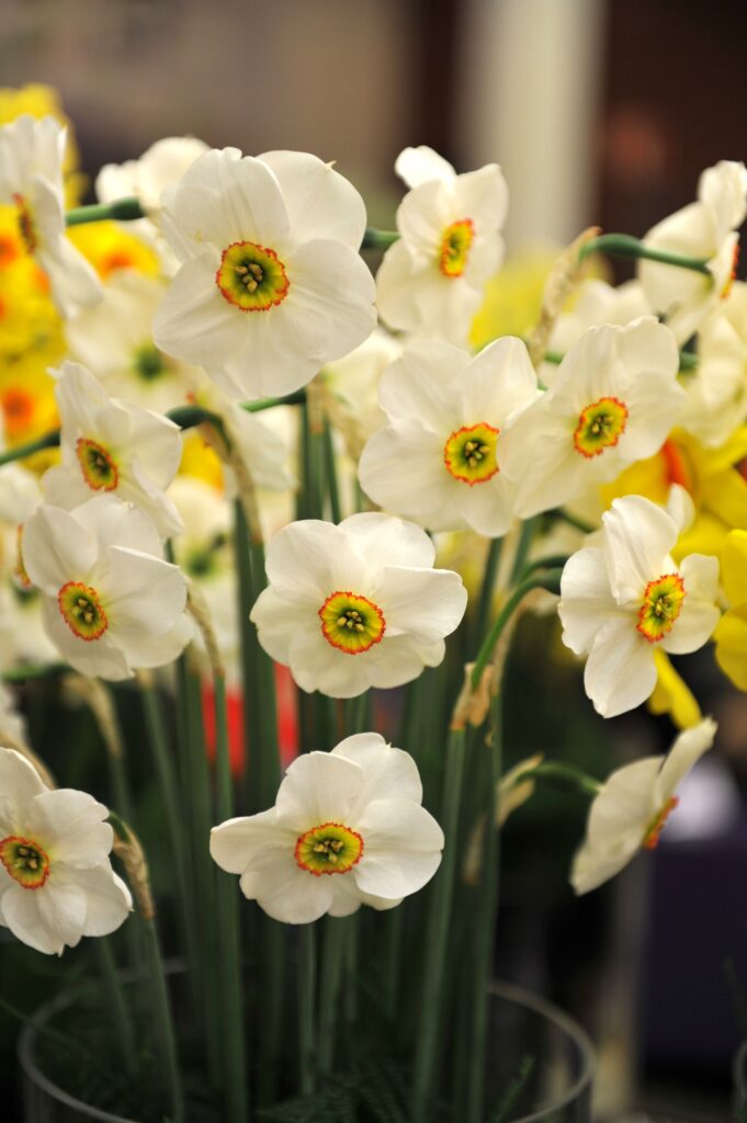 Narcisi Poeticus 