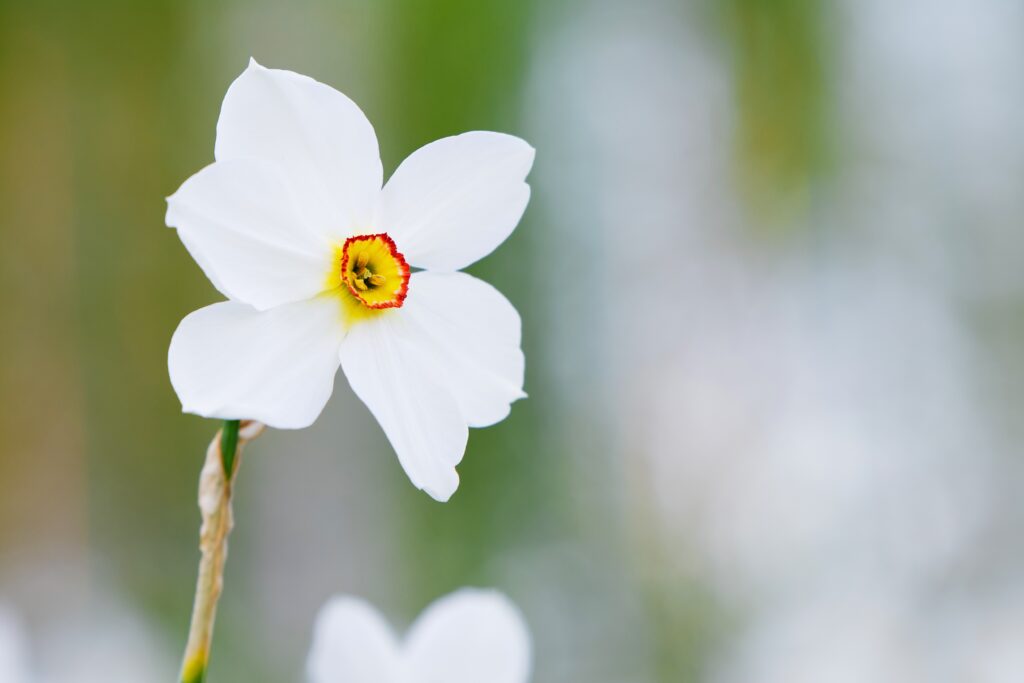 Narciso poetico 'Actaea'