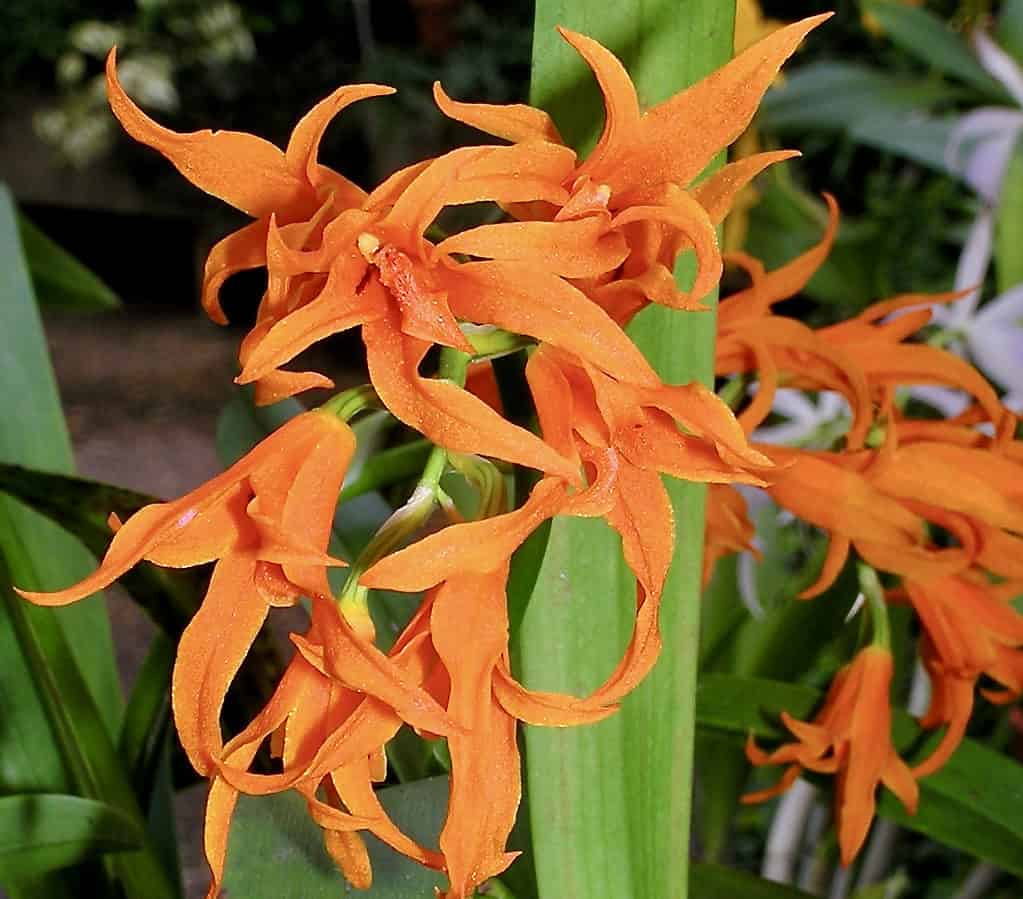 Brassia aurantiaca