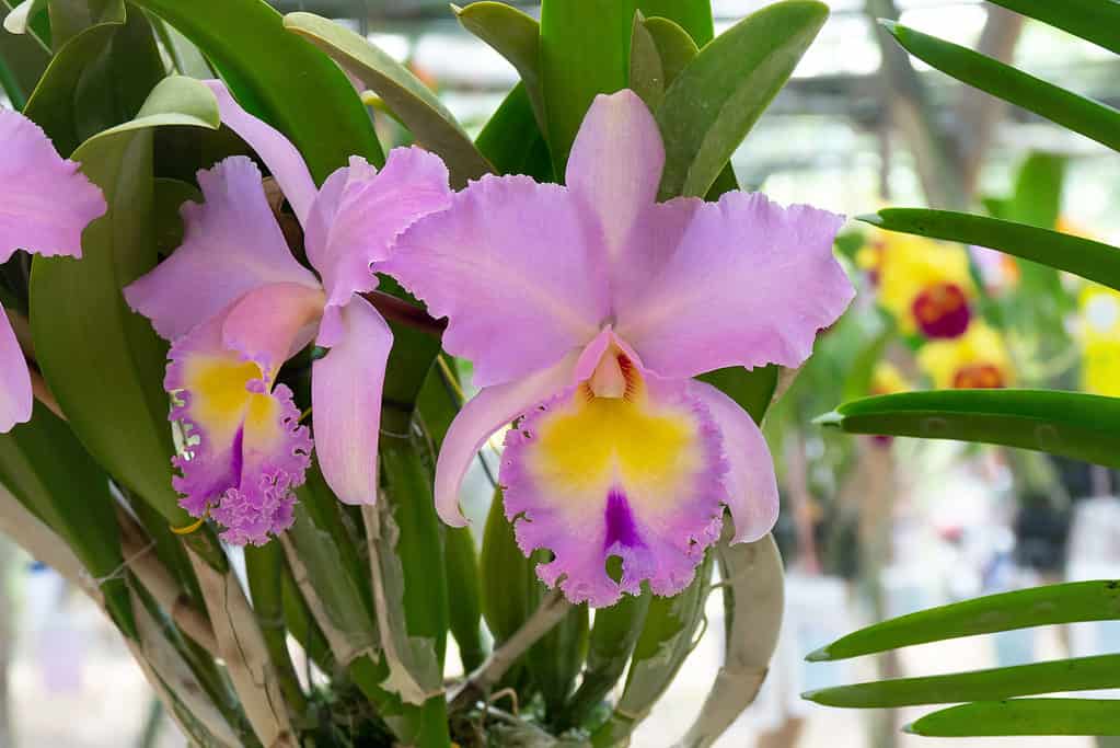 Orchidee Cattleya viola con foglie verdi