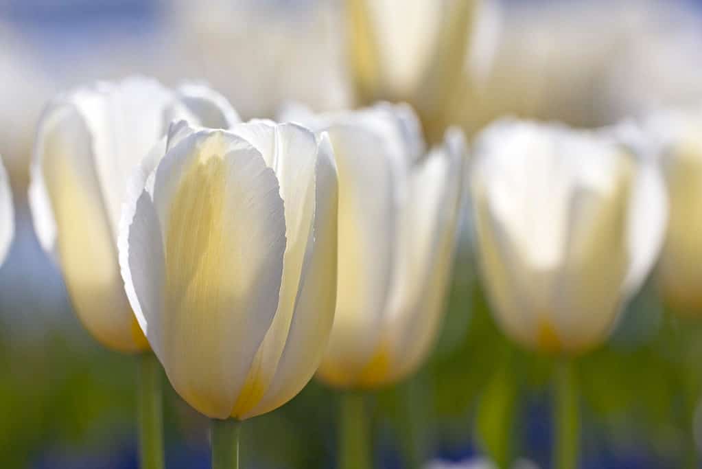 White Maureen singolo tardo tulipani in fiore
