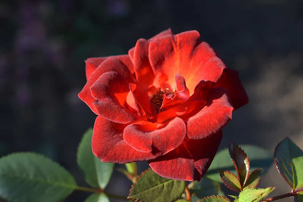 Chicco Di Caffè Rosa