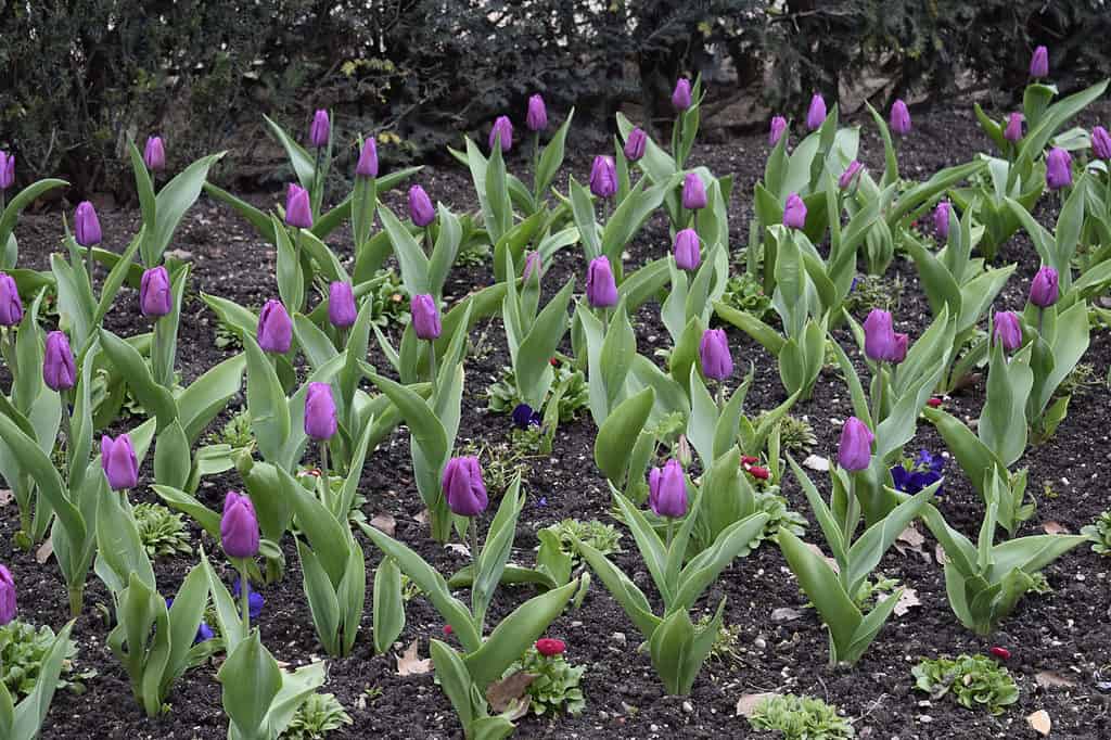Tulipani 'Purple Prince'