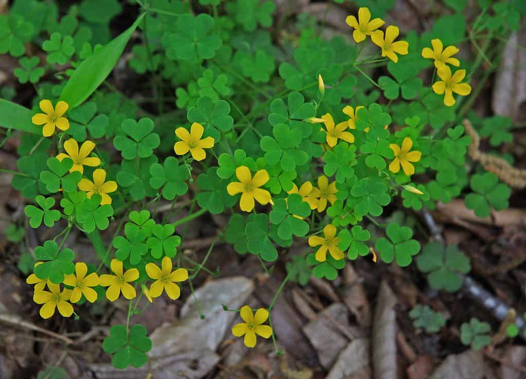 Trifoglio giallo dell'acetosella (Oxalis stricta).