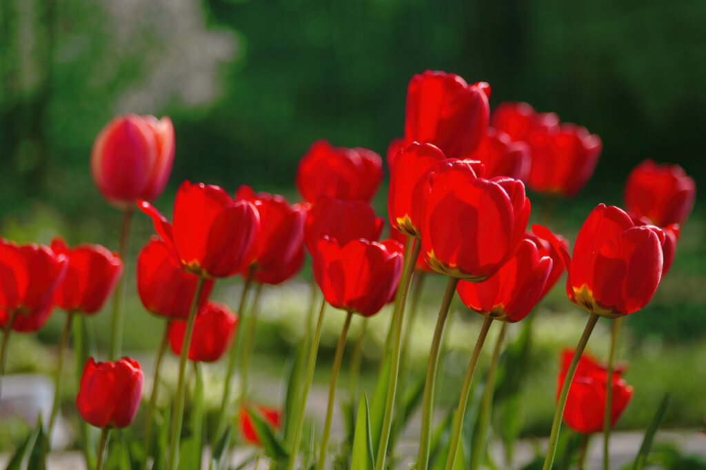 tulipano rosso impressione
