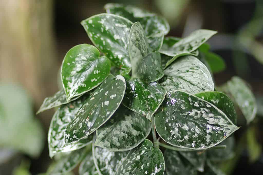 Un primo piano delle foglie di una pianta di Scindapsus pictus