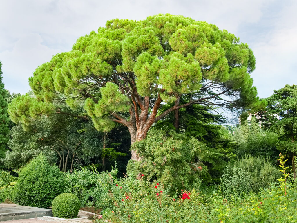 Pino cembro italiano