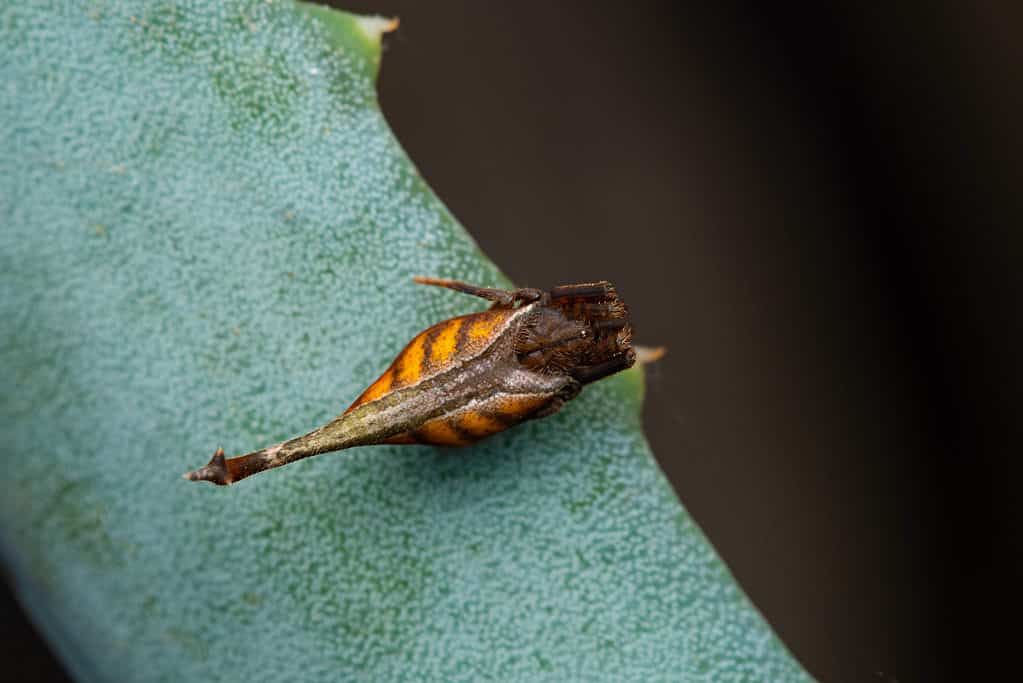 Ragno dalla coda di scorpione