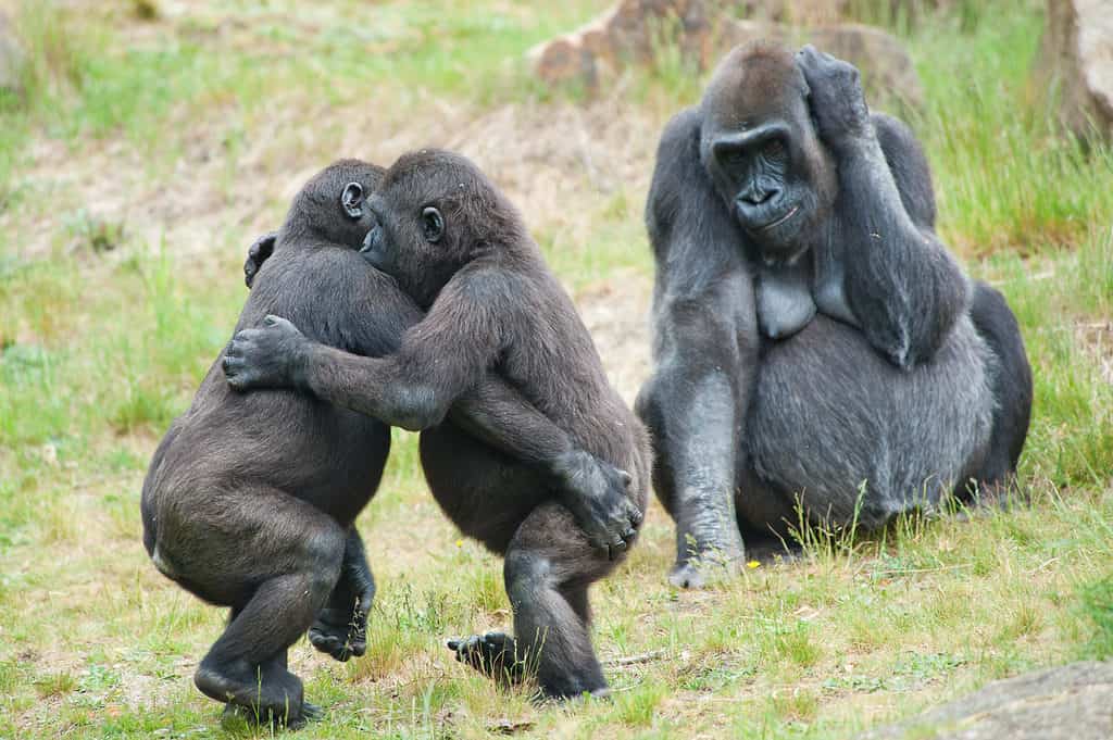 Due cuccioli di gorilla