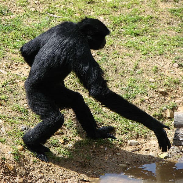 Un Gibbon che cammina eretto