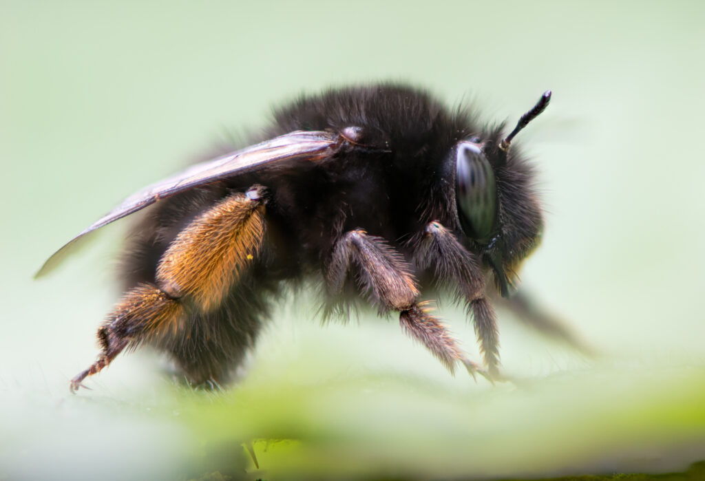 Profilo dell'ape di fiore dai piedi pelosi (Anthophora plumipes).  Grande ape femmina della famiglia Apidae, con pennello pollinico arancione sulle zampe posteriori.  L'ape è rivolta a destra.