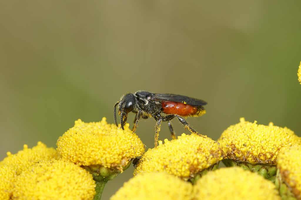 Macro di un'ape del sangue con testa di scatola che foraggia su un Astor.  Il fiore ha petali allungati di colore bianco con un centro giallo.  L'angolazione della foto è dall'alto dell'ape che è al centro dell'inquadratura con una leggera angolazione rispetto all'orizzontale, con la testa rivolta verso l'angolo inferiore destro dell'inquadratura.  Le sue ali non sono fuori.  L'ape stessa sembra essere principalmente nera anche se puoi vedere il rosso della sua coda attraverso le sue ali traslucide.
