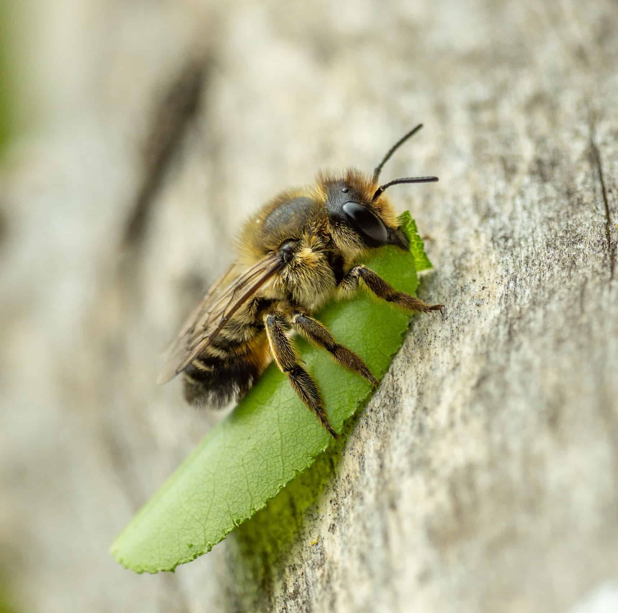 Una ripresa macro di un'ape tagliafoglie (specie Megachile) vista portare una foglia al suo nido a luglio.