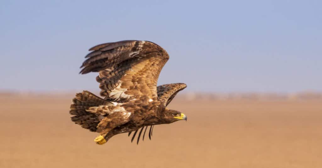Aquila delle steppe