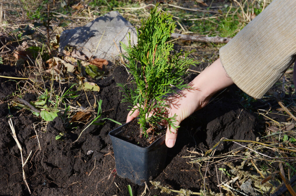 Un giardiniere sta piantando un piccolo alberello Thuja occidentalis Emerald Green, Smaragd Arborvitae da una pentola nel terreno.