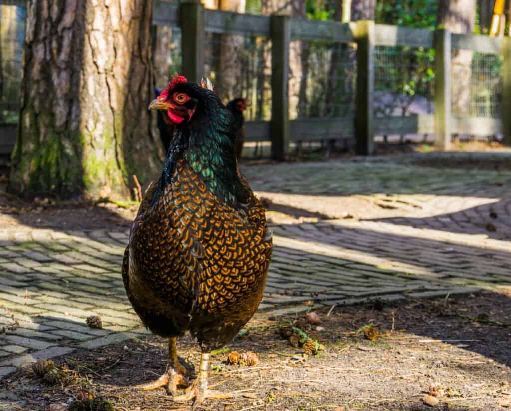 Gallina Barnevelder isolata