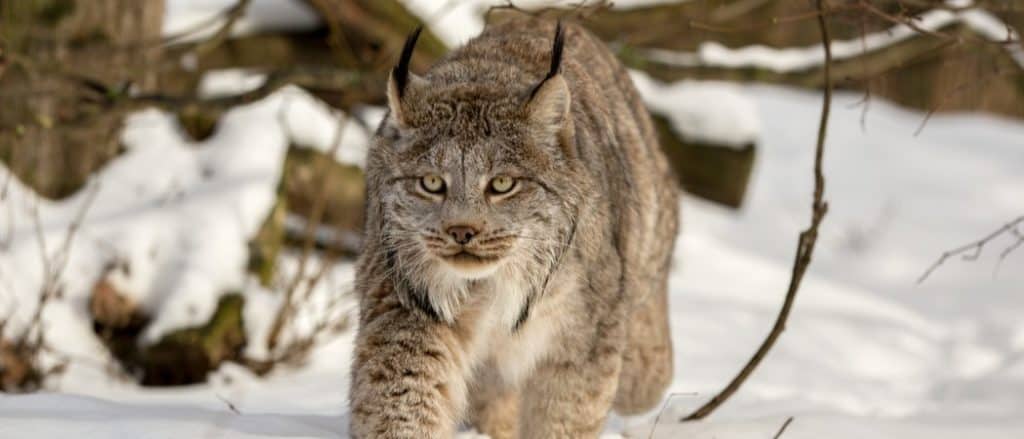 Lince