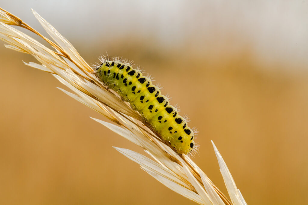 Bruco a sei macchie su un covone di grano