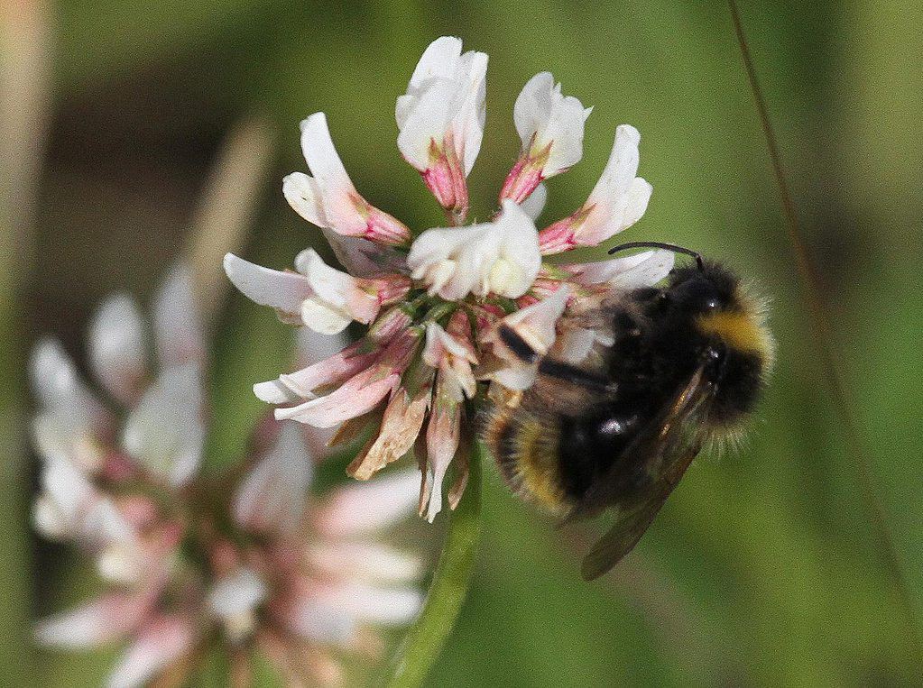 Bombus Flavidus rovistando su un fiore rosa. 