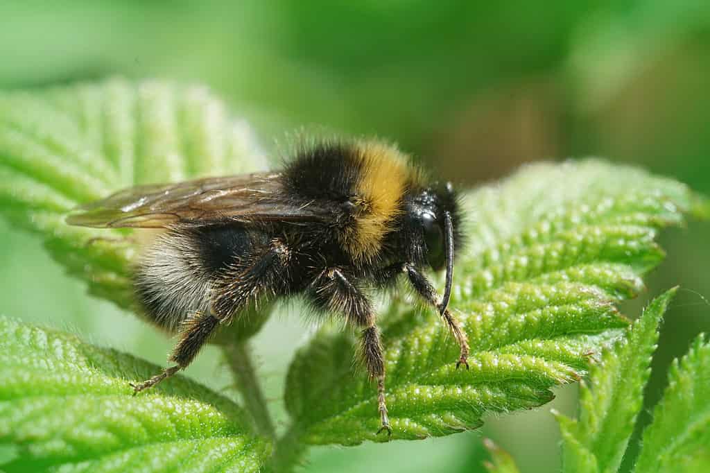 Macro di un calabrone cuculo della foresta un maschio, arroccato nella giuntura di tre foglie verdi.  Le foglie sono probabilmente lunghe circa 2 pollici e larghe un pollice.  L'ape è lunga circa 1 pollice.  Il calabrone è rivolto verso destra.  La testa è nera seguita da un collare giallo, un torace nero e un addome a strisce che è nero bianco nero e poi una coda gialla.