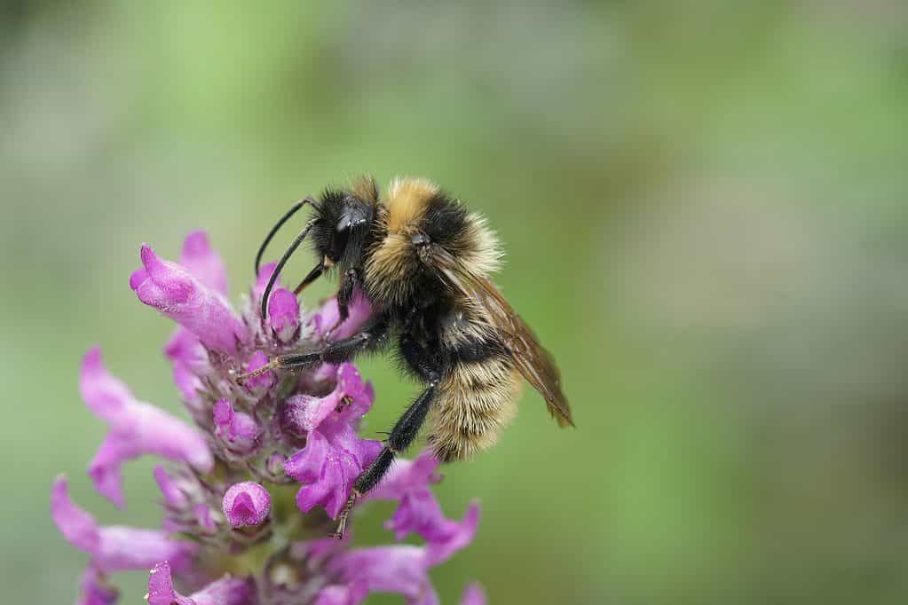 Primo piano colorato su un soffice campo maschio cuculo-ape, Bombus campestris un parassita del calabrone, su un fiore viola.  l'ape è appollaiata sopra il fiore, di fronte alla cornice a sinistra.  L'ape è a strisce nere e giallo pallido.