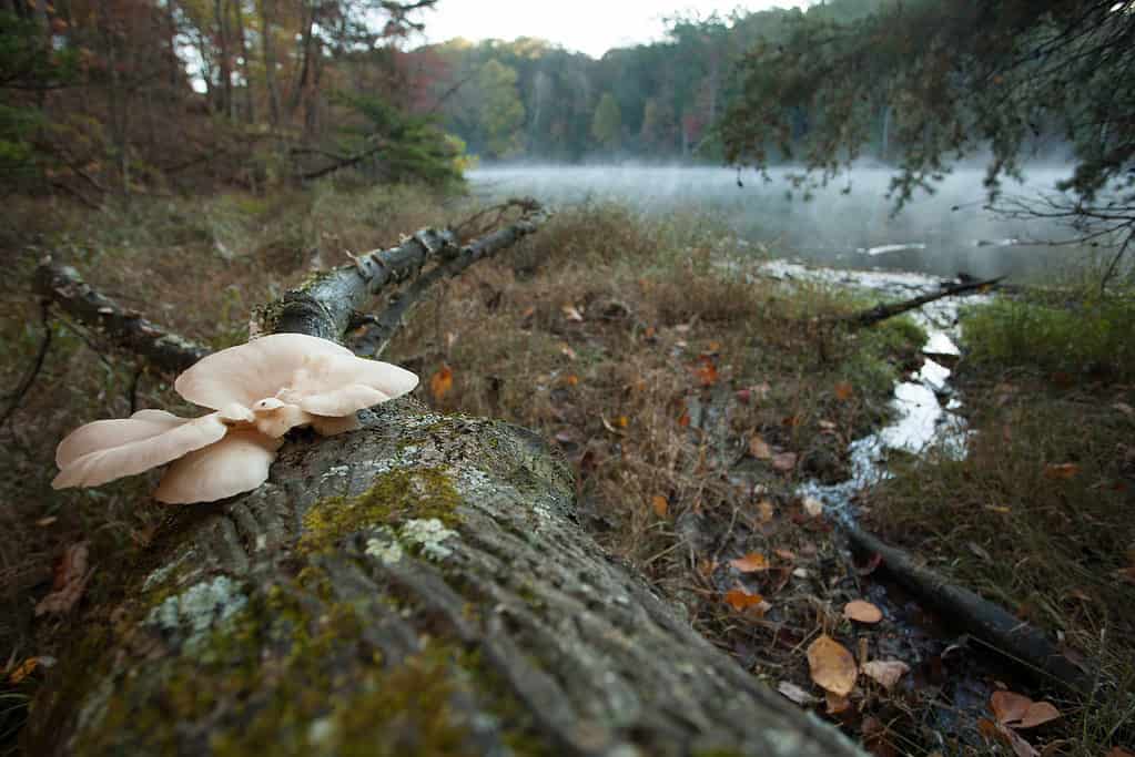 Funghi su un ceppo