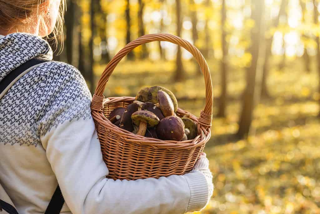 Alla ricerca di funghi commestibili