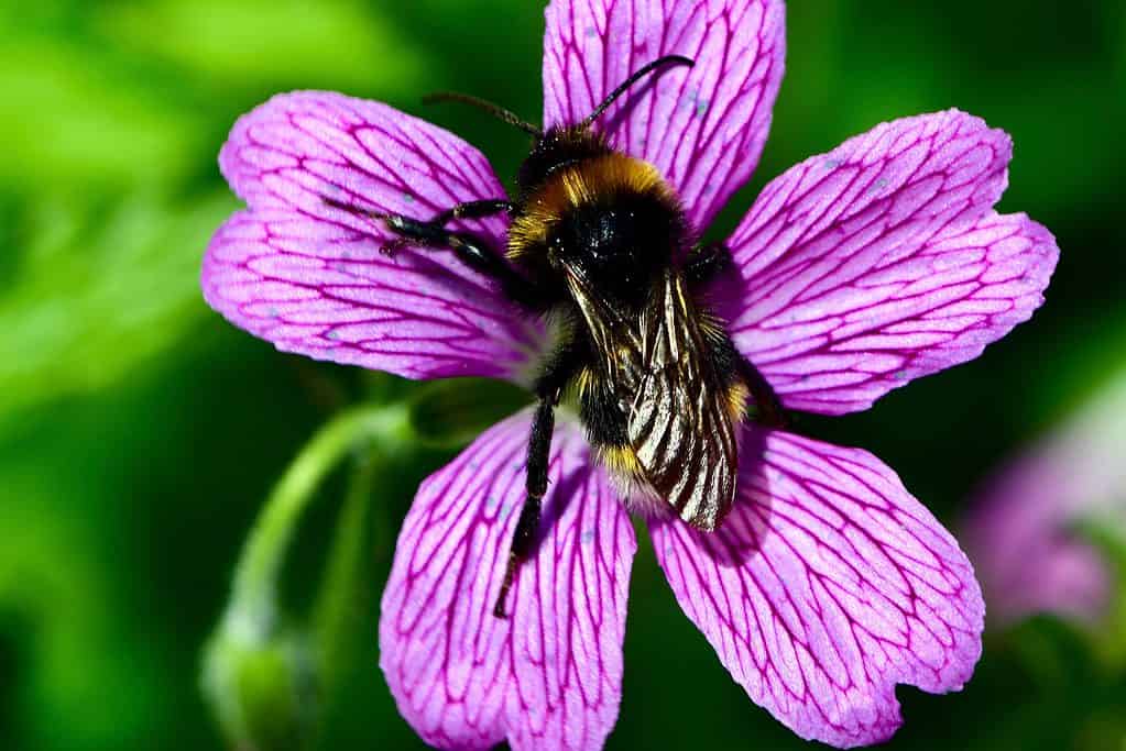 Macro di un calabrone cuculo vestale su un fiore rosa a cinque pedali con venature viola su sfondo verde.
